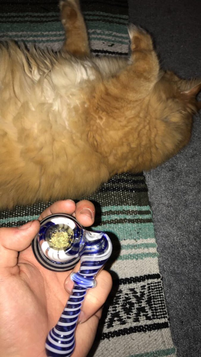 _BlakeThompson_'s tweet photo. The two things I need in life https://t.co/3SuuaoV574