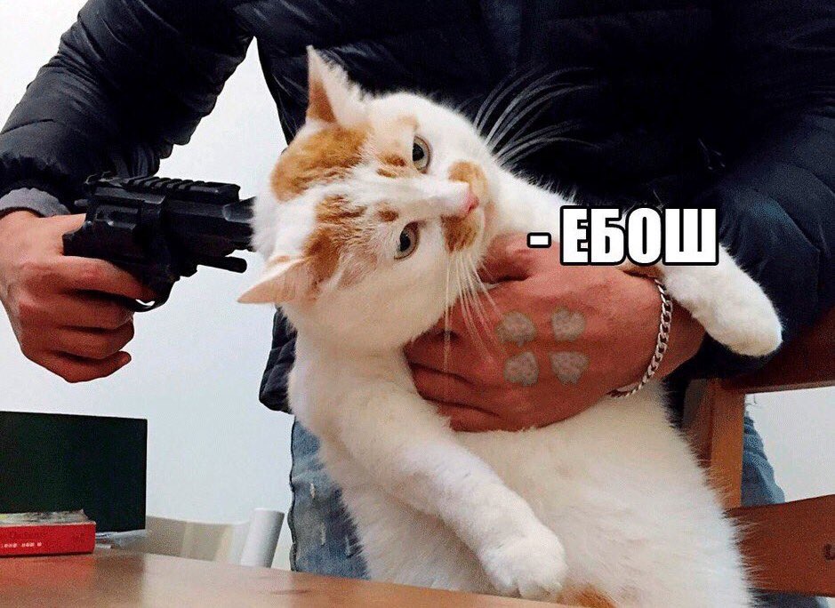 Ну потратить. Кот Мем. Кот ебош. Коты мемы. Коты с пистолетами.