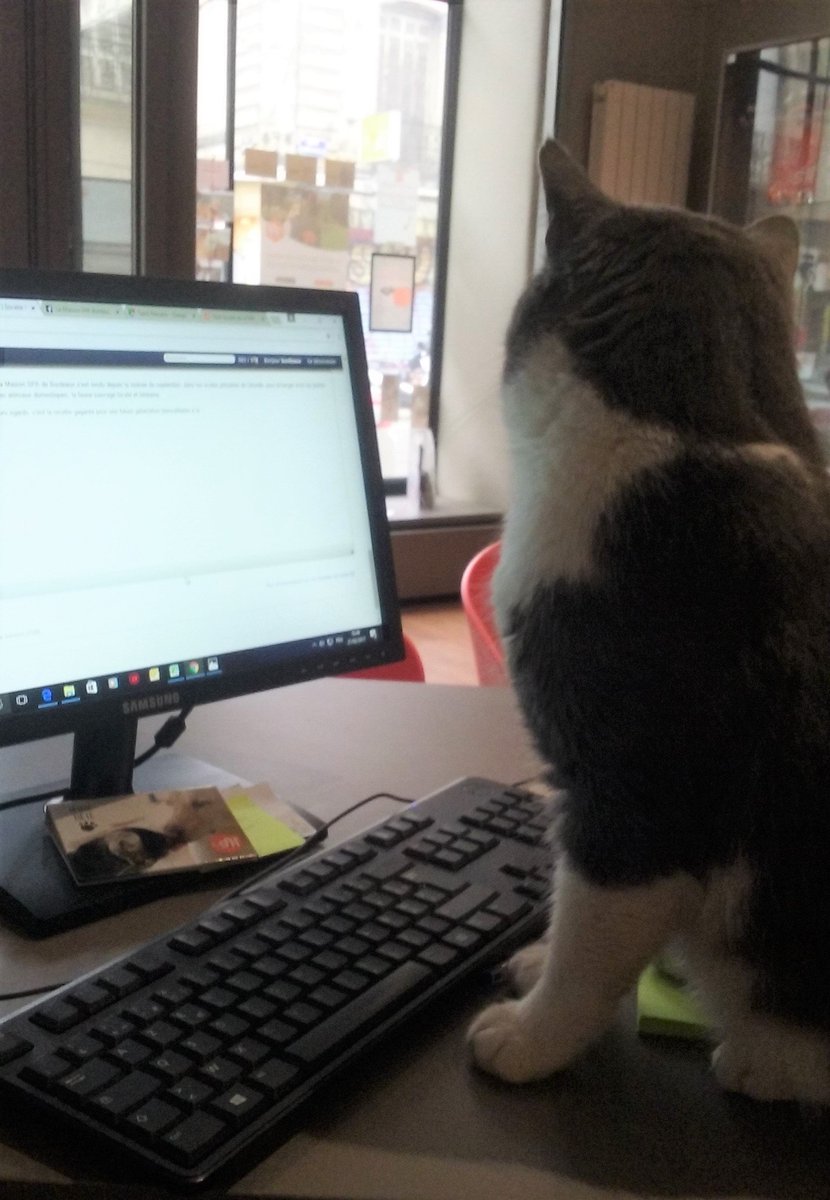 SpaBdx's tweet photo. Nouveau #recrutement à la Maison #SPA, notre #chat Jack est le nouveau rédacteur! #adoption #animaux #AdoptDontShop #Bordeaux #Aquitaine https://t.co/7AQICaFx8U