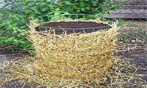 allselfsustaine's tweet photo. Growing Potatoes in Straw: A Labor-Saving/Better Harvest Technique https://t.co/AhrTX3aDAl https://t.co/rQOzbnSVRp