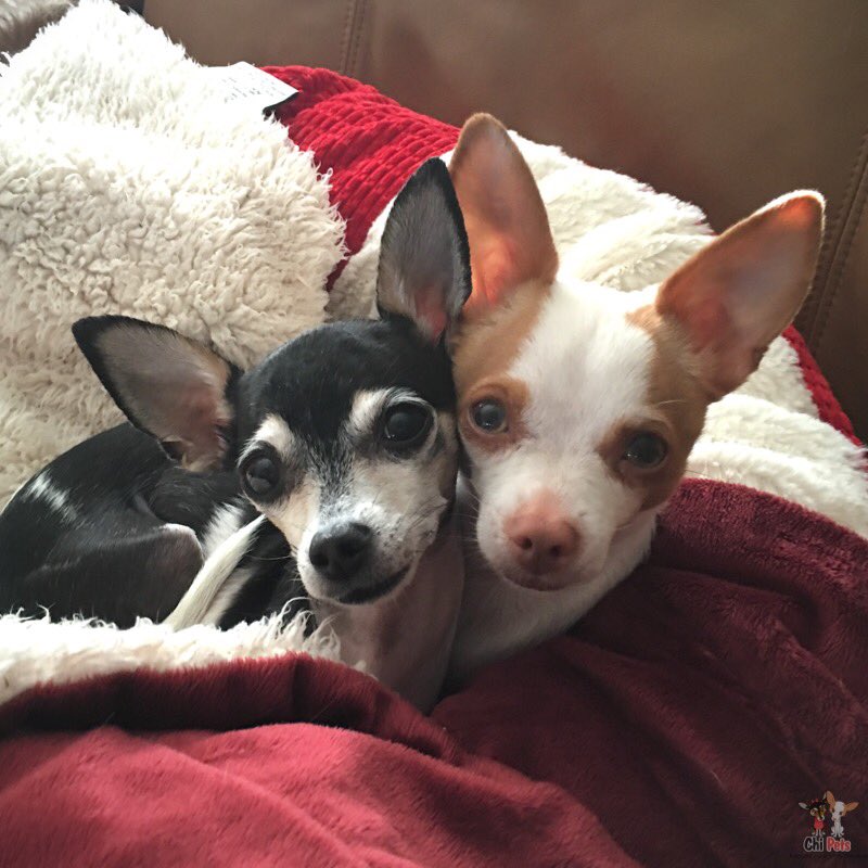 ChiPetsBlog's tweet photo. We just HAVE to go to the @BlogPaws 2017 Conference cuz we love learning & making new friends! #BPorBust17 #ChiPets https://t.co/mUuheBBDxw