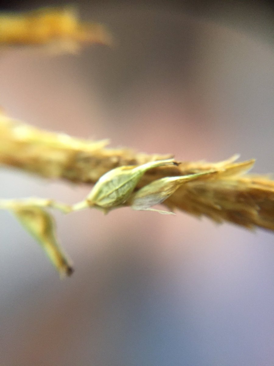 harri_leee's tweet photo. Wood sedge (Carex sylvatica), showing stomata on underside of the leaf and separate male/female spikes @drmgoeswild @BBOWT #MScSISS https://t.co/dJwocSkzzB