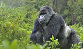 jamiek_jones's tweet photo. Brilliant work @G4G_Gorillas #Gorilla #VirungaNationalPark #DemocraticRepublicOfTheCongo #HelpTheRangers #GreatApe https://t.co/uDRzPE6NOL