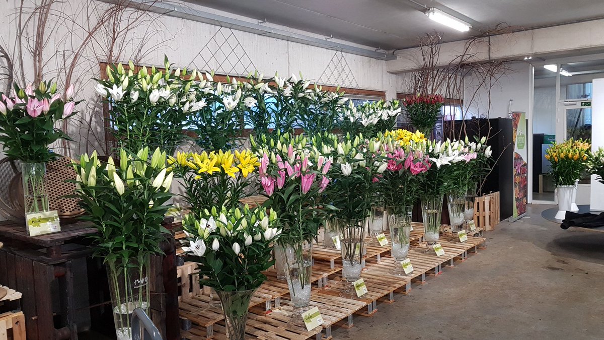 RVZFlowerbulbs's tweet photo. Van Zanten variaties shining @IGH  @leek_herwin https://t.co/7lqE3qFnFB