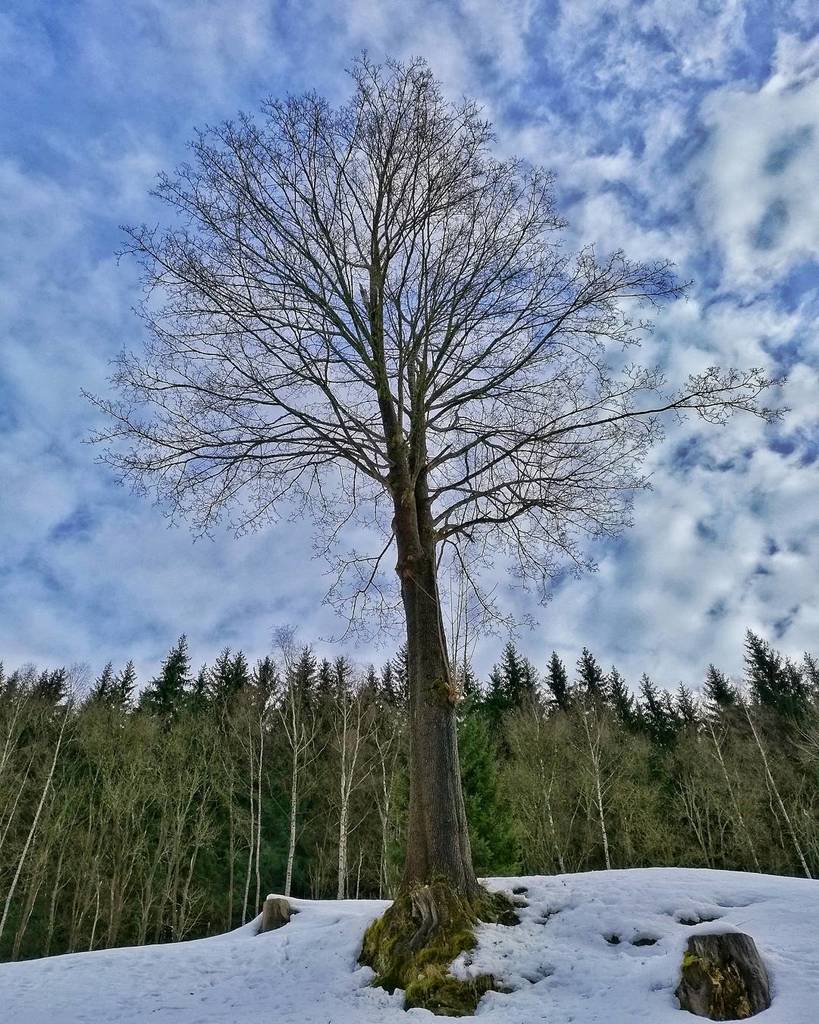 robertbagio's tweet photo. The Tree.
#tree #nature #landscape #snow #sky #iglifecz #igerscz #czech #huaweimate8 #velk… https://t.co/xXd4JbRI4a https://t.co/3987vec10J