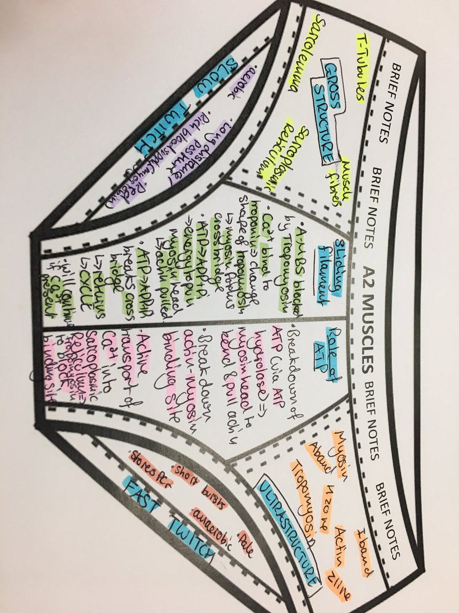 ScienceSW's tweet photo. Yr13 have been summarising the Muscles topic on to pants! #briefnotes 👙 https://t.co/1hqmfXAvKH