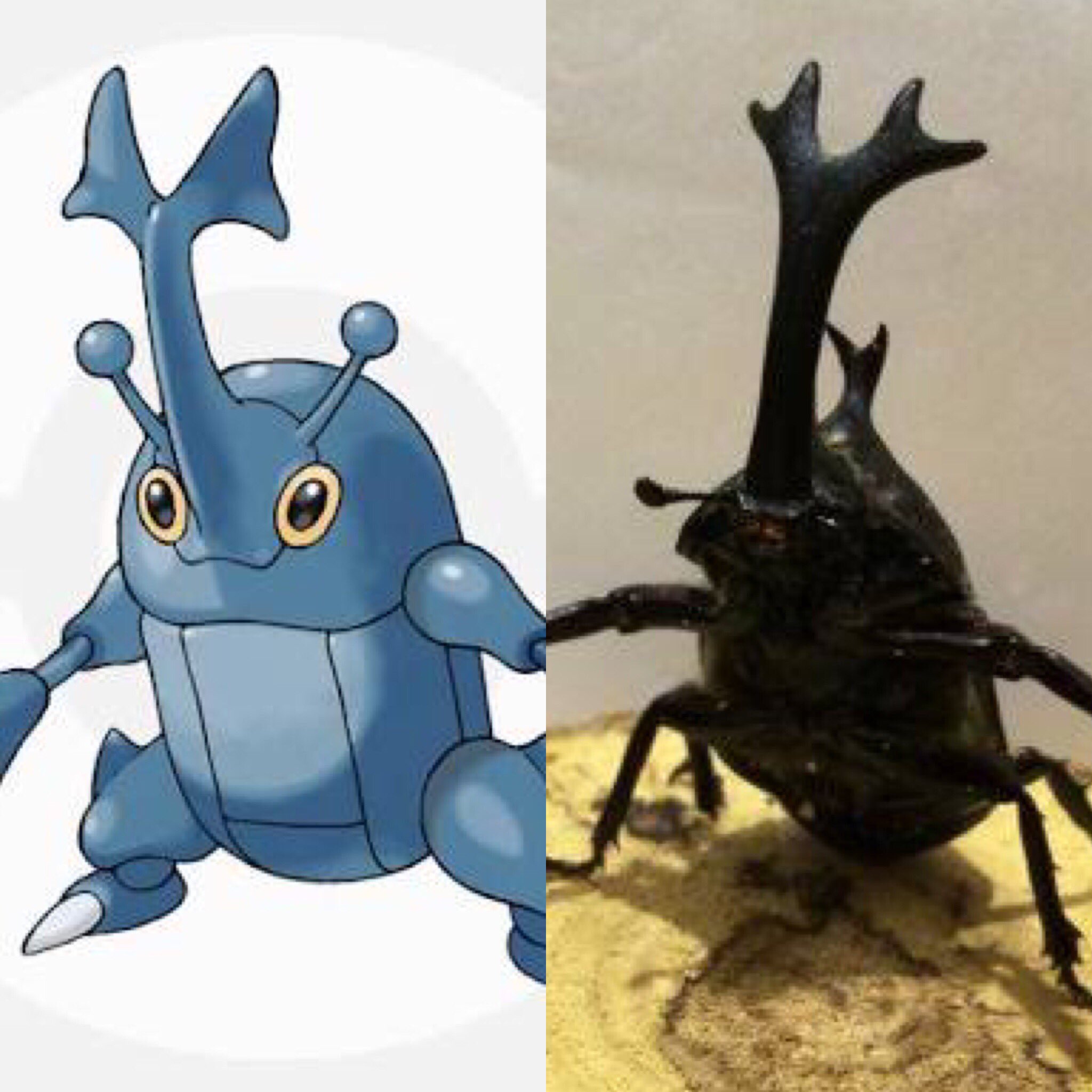 Kenken Na Tviteru せめてヘラクロスは日本にも配信して欲しい この形 この角のカブトムシは日本の象徴 Pokemon Pokemongo Pokemongogen2 ポケモン ポケモンgo ポケモンゴー ヘラクロス Heracross T Co P5ghd38umb Tviter