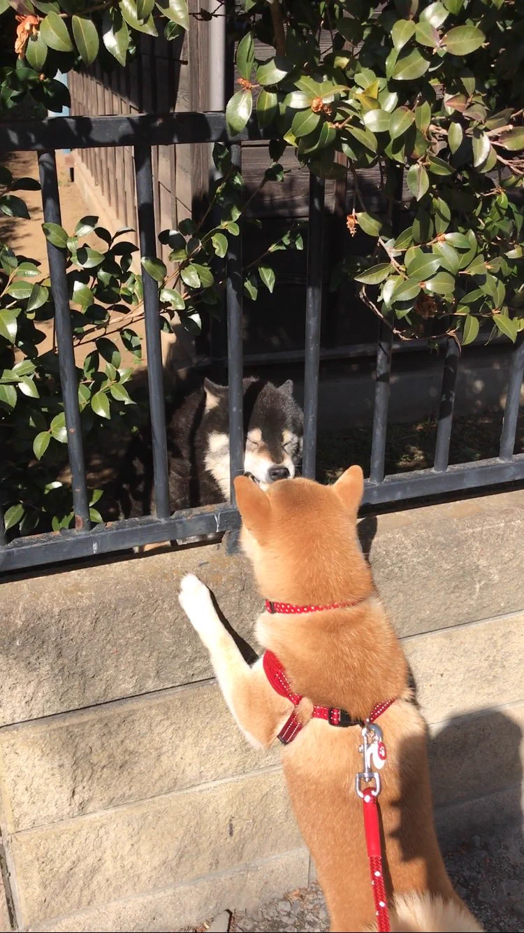 どうしてこうなった？犬の散歩中まさかの悲劇ｗｗｗ