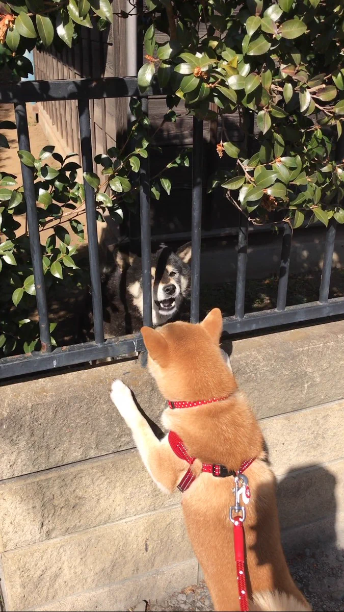 どうしてこうなった？犬の散歩中まさかの悲劇ｗｗｗ