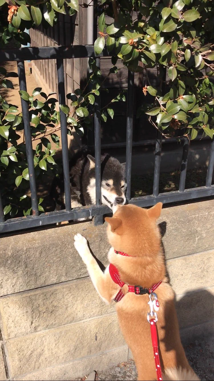 どうしてこうなった？犬の散歩中まさかの悲劇ｗｗｗ