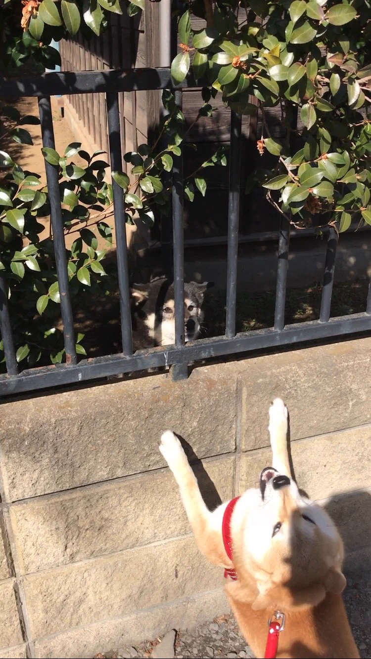 どうしてこうなった？犬の散歩中まさかの悲劇ｗｗｗ