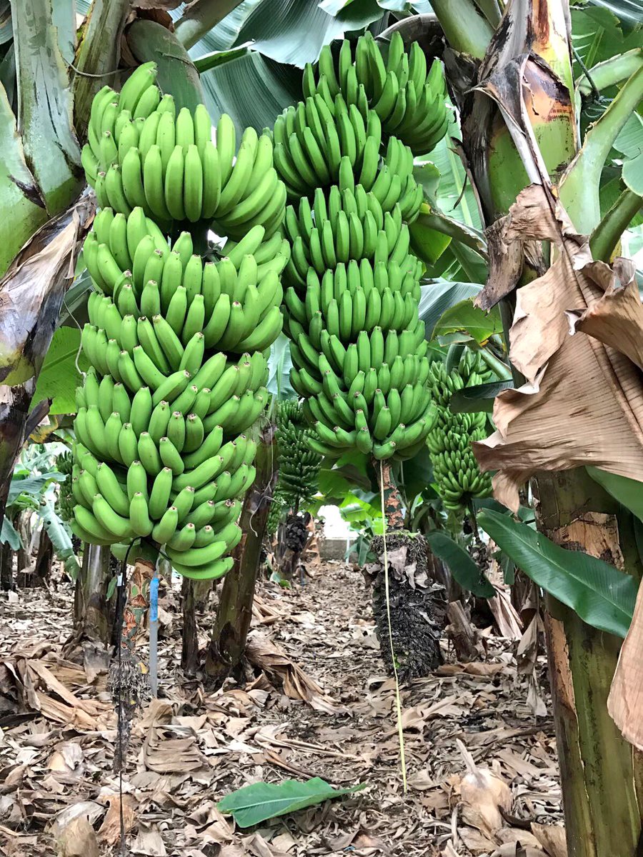 KOPPERT_ES's tweet photo. Jornada de campo con nuestro equipo en #Canarias 👨🏽‍🌾Investigando nuevas soluciones naturales en cultivo de #plataneras 🍌 https://t.co/AtSpn0hJiX