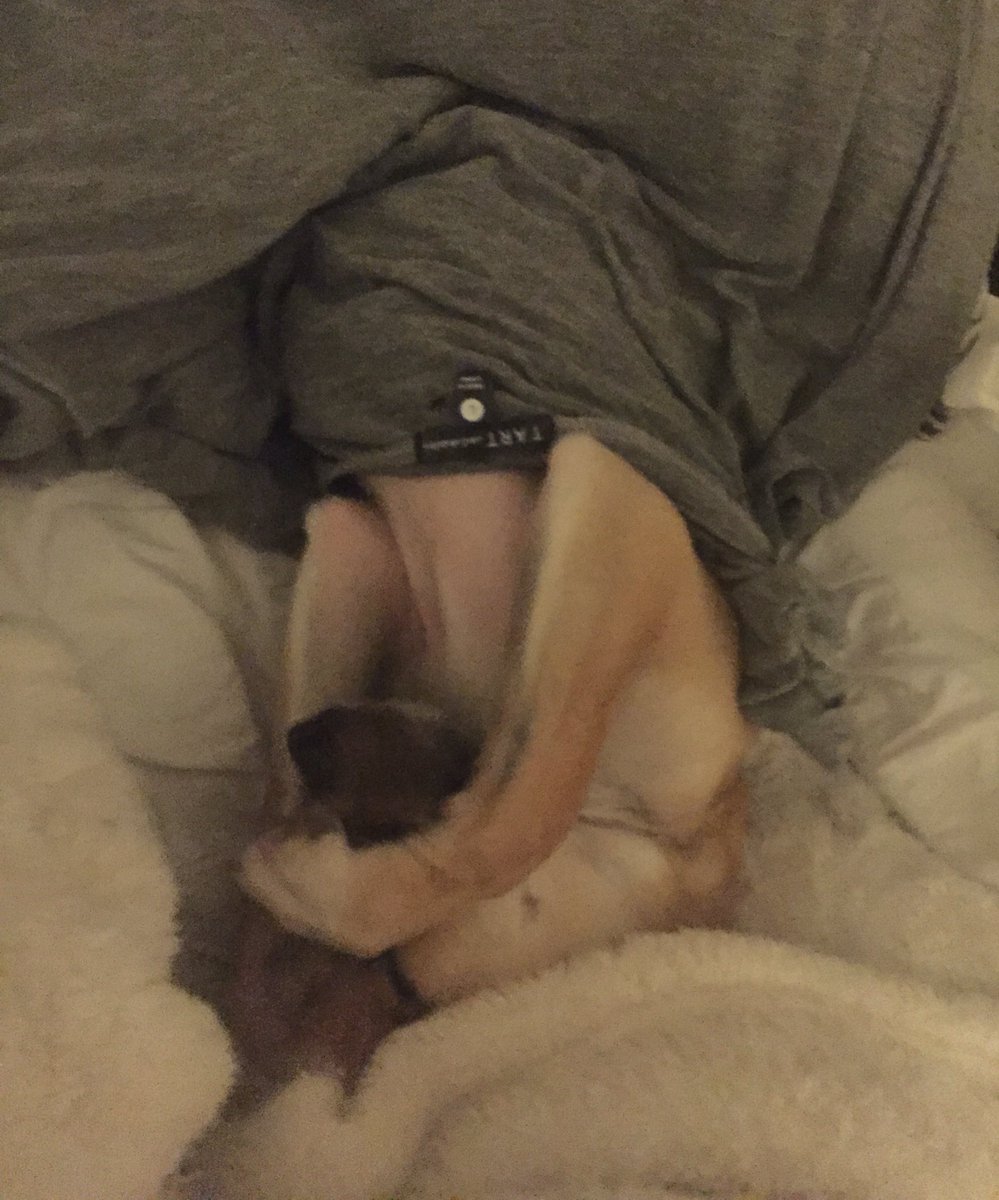 laurenplude's tweet photo. My dog is the embodiment of the morning after a long weekend. https://t.co/QT2w3gEnHB