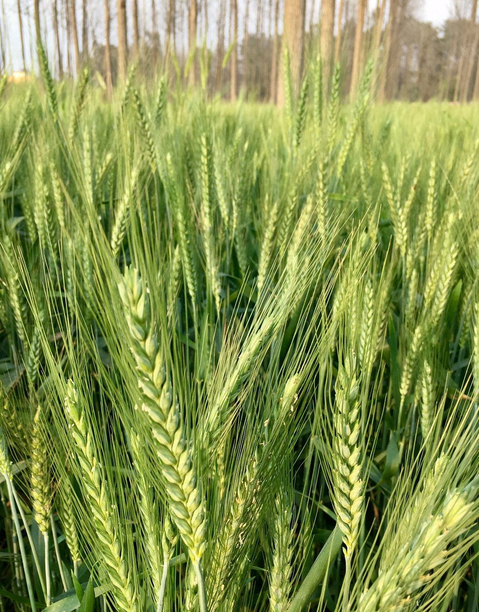 sumitamisra's tweet photo. How beautiful is d green of wheat fields before they turn  to burnished gold.#OneEarth #Eternal #CycleofNature #Respect #India #FarmDiaries https://t.co/UrvTUeWVv5