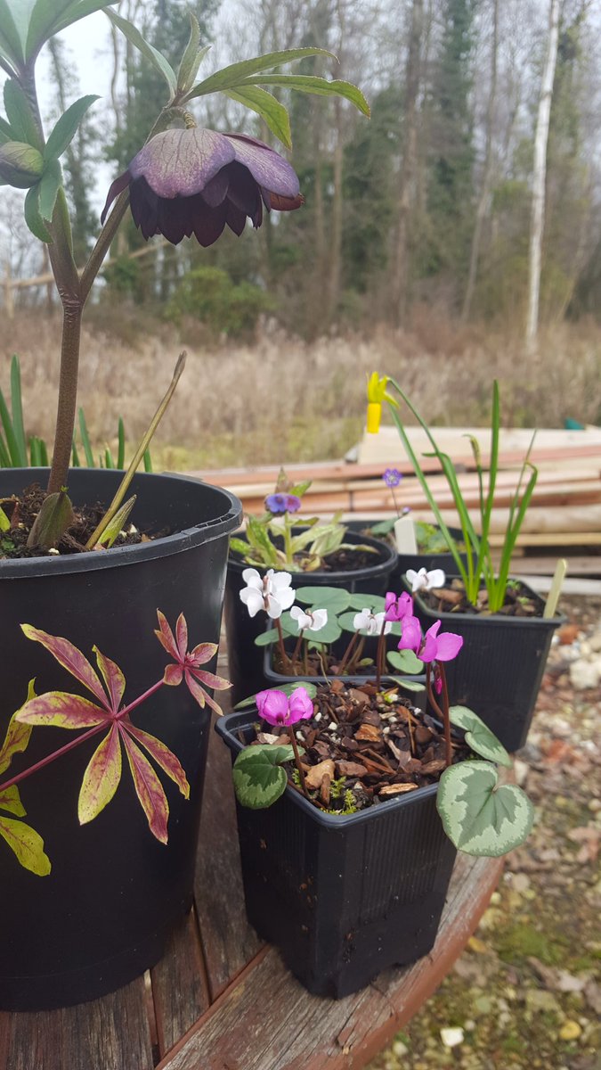 decoynursery's tweet photo. #springfever https://t.co/yhvJwQBovN