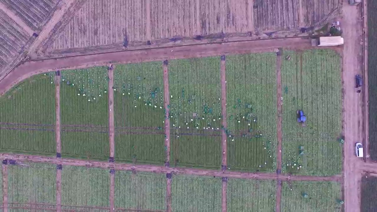 jorloan's tweet photo. Recolección de lechuga Iceberg a vista de pájaro. #letucce #agriculture #dron https://t.co/uTs3UKBfrj