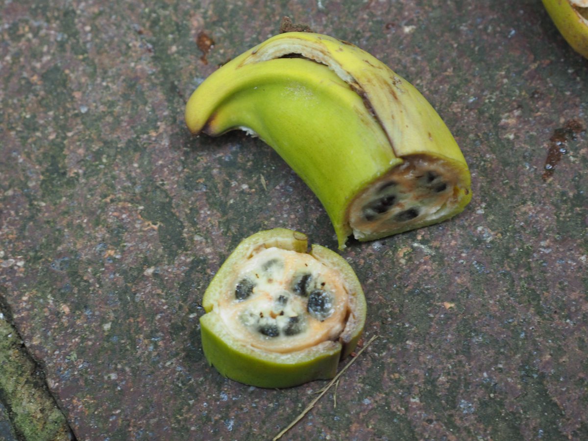 Steinchen gesammelt? N, so sehen Bananen-Samen aus! #BotanischerGarten  #Tbingen #seeds #Musaceae