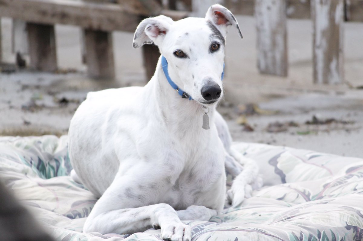 Come out and join us as we work alongside Greyhound Pets of America at Day and Knight of Service this weekend! Link in bio!