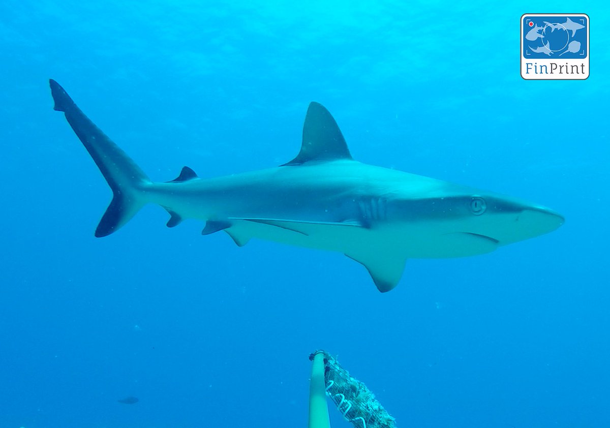 MooreCharitable's tweet photo. The @globalfinprint project sampled #216reefs looking to find key areas 4 #sharks & #rays #Tech2Protect - congrats! https://t.co/QGpHea3Qf5 https://t.co/xyYB50C6Ep