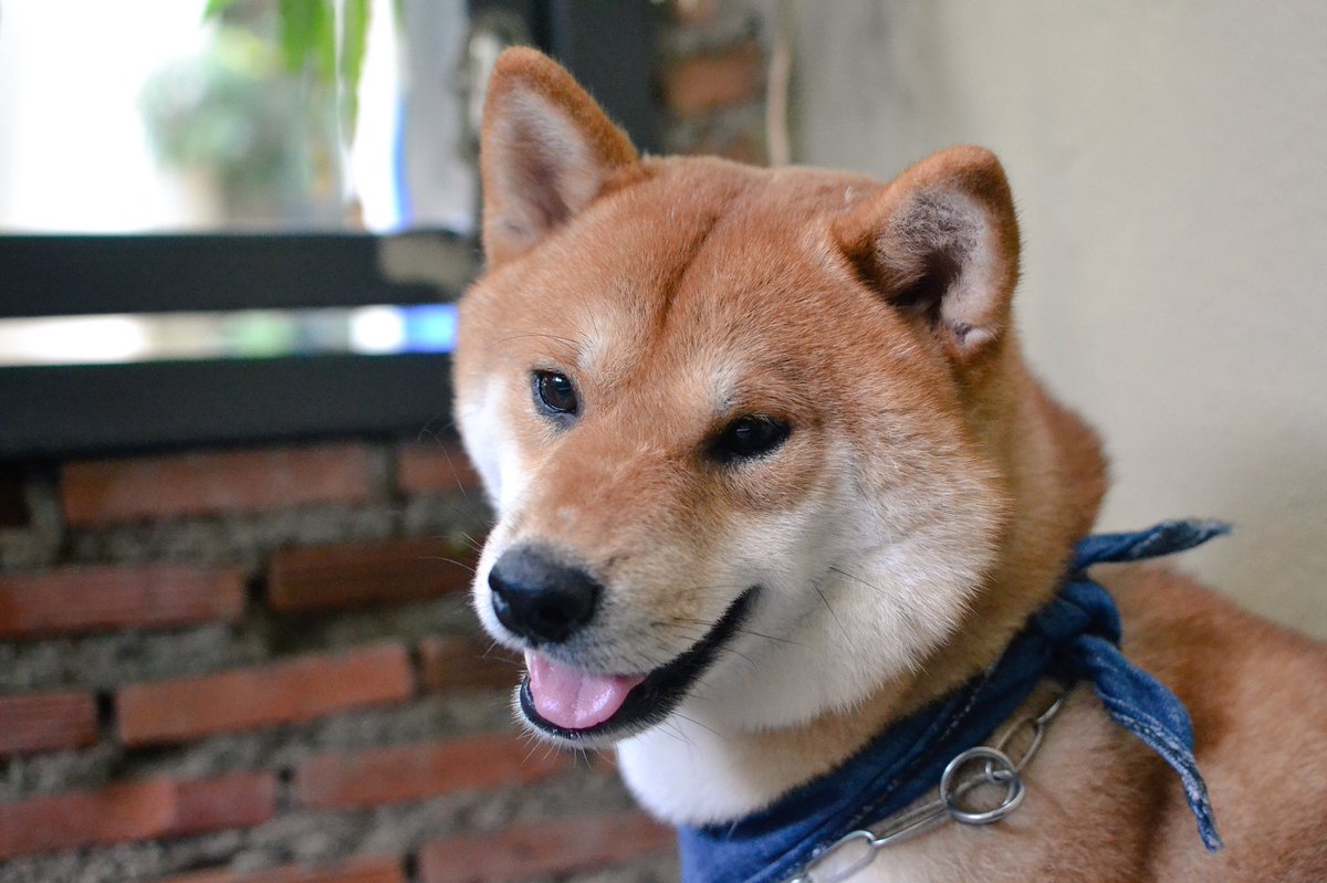 cuphemism's tweet photo. รีวิว Inu Café หัวหิน เด็กๆน่ารัก เจ้าของร้านและพนักงานเทคแคร์ดีมาก ร้านบรรยากาศสบายๆ อาหารอร่อย #รีวิวไทยแลนด์ #รีวิวหัวหิน https://t.co/G5AqpeTcGV