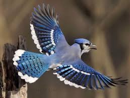 ASL_CalaL's tweet photo. Anybody else wish they could fly like this bird? https://t.co/ohZ3cbeE6v