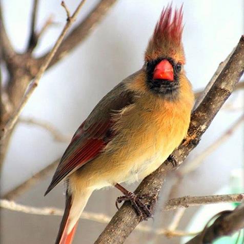 Wild Birds Unlimited tweet media