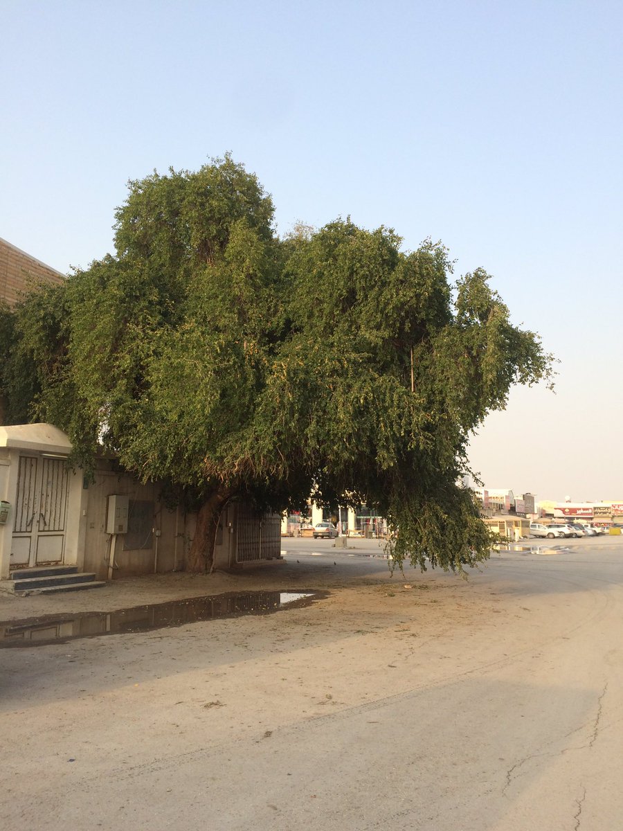 Ibn_oqail's tweet photo. #الرياض_النسيم عصر اليوم مررت شجرة سدر وتذكرت زراعتها قبل 30 عاما زارعها رحمه الله فارقها وهي تضيف له صدقات بمشيئة ��لله https://t.co/mLU2KhR4Hw