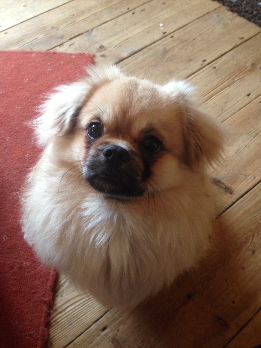 JessycaAnne89's tweet photo. Norman has no feet he's just fluff 😂😂🐶🦁 #TibetanSpaniel #DogsOfTwitter #MyBabyIsGettingSoBig #10months https://t.co/QK6iszRv7m