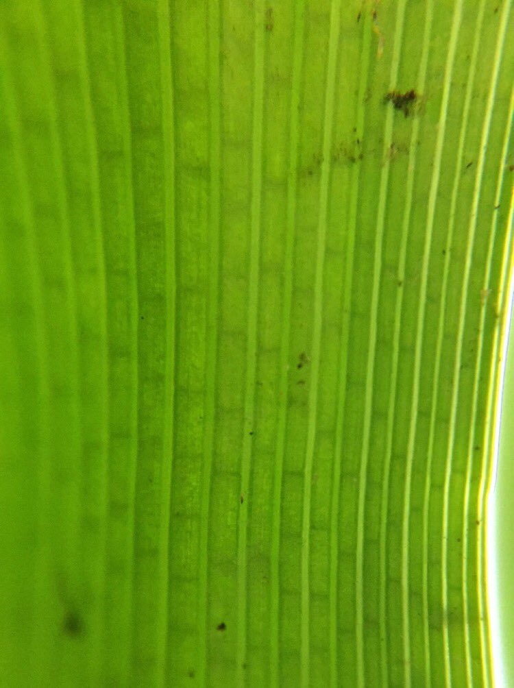 harri_leee's tweet photo. Close up of male and female spikes of Glaucous sedge (Carex flacca) and cross veins of Carex riparia @drmgoeswild @BBOWT @BotanyRNG https://t.co/xJBBvqjxJf