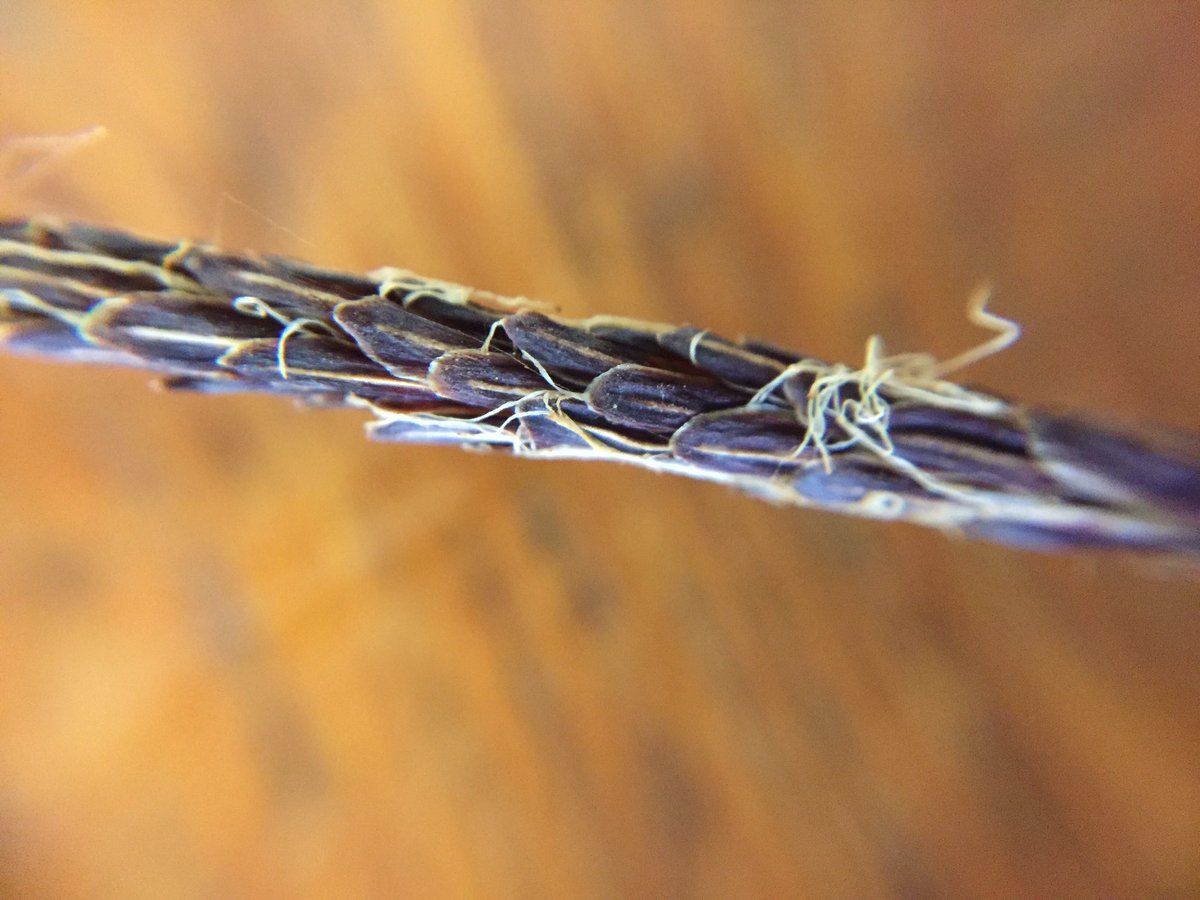 harri_leee's tweet photo. Close up of male and female spikes of Glaucous sedge (Carex flacca) and cross veins of Carex riparia @drmgoeswild @BBOWT @BotanyRNG https://t.co/xJBBvqjxJf