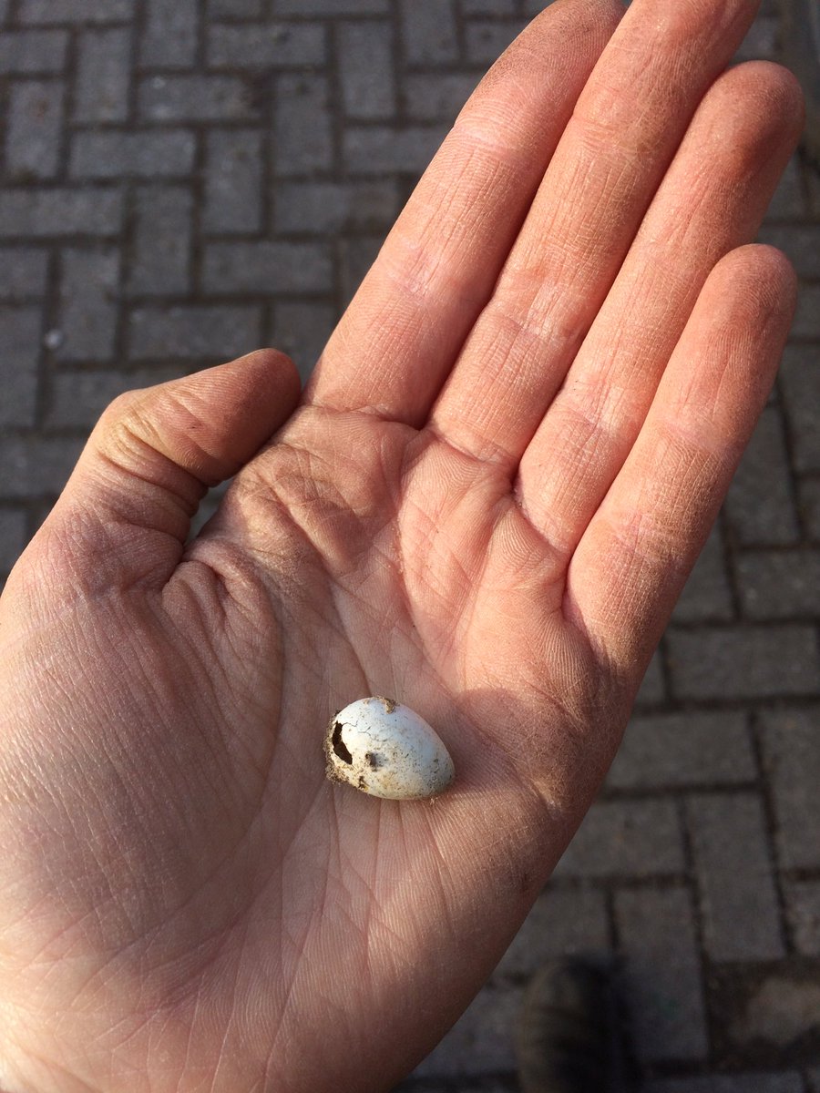ZoeFloraVeringa's tweet photo. Vandaag hebben we de oeverzwaluwwand gevuld zodat er weer een nieuwe generatie oeverzwaluwen in kunnen opgroeien. #Kuinderbos https://t.co/rntk42fv4i