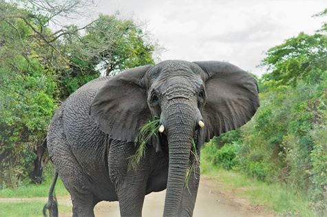 A beautiful sighting of a curious young bull whilst on a game drive in #iSimangaliso. bit.ly/1KcH72A © Johan Taljaard #Elephant