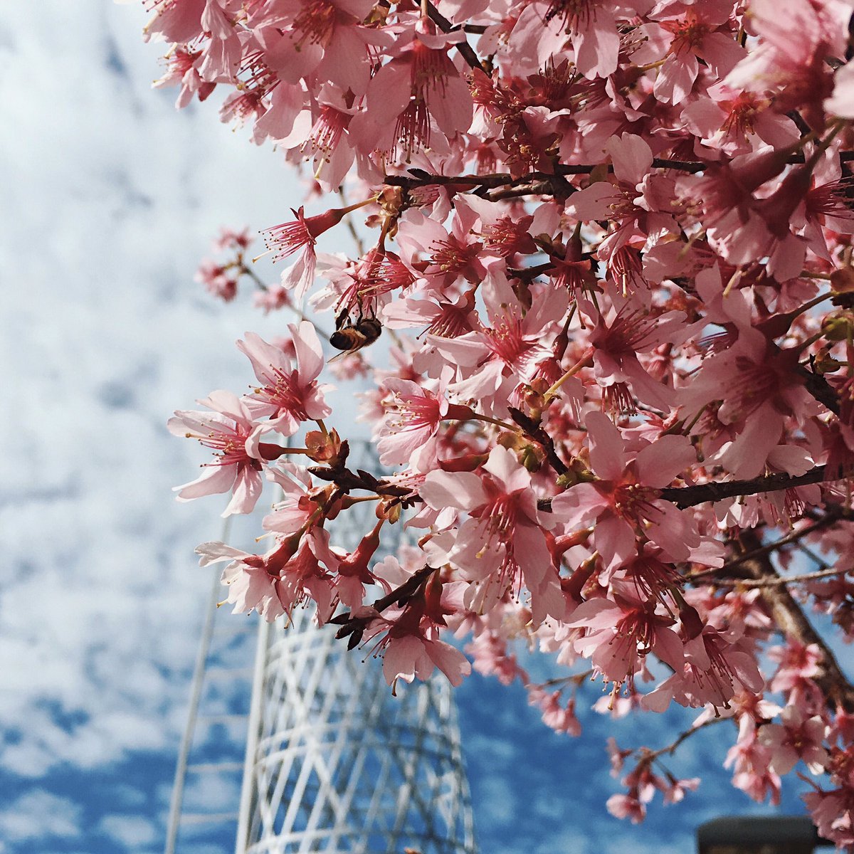 Spring, is that you? 📷: @jpmunny in Instagram.  #NCStateOnCampus