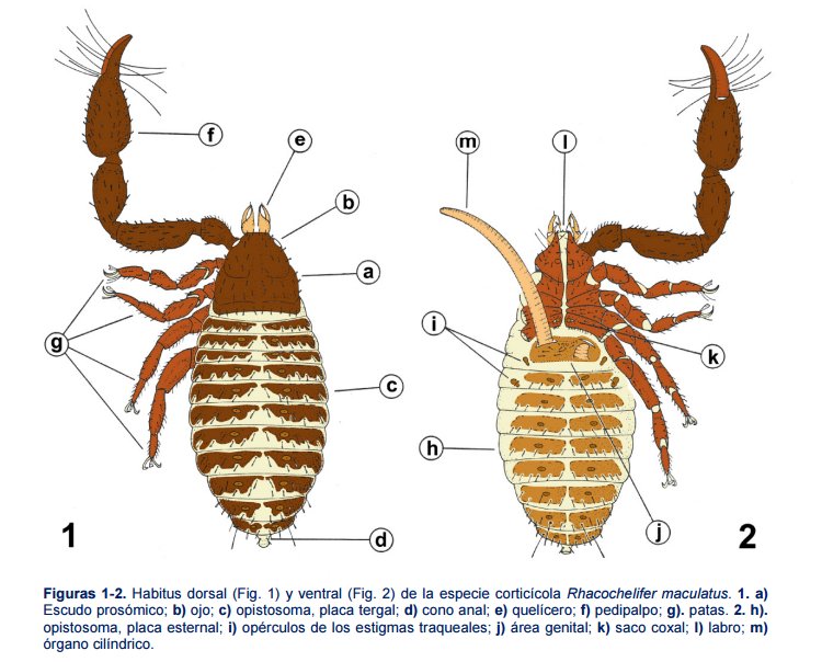 Morfología de PSEUDOSCORPIONES; Clase: Arachnida
+ Info: sea-entomologia.org/IDE@/revista_2…