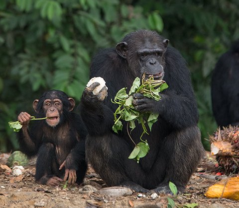 humaneworldorg tweet picture