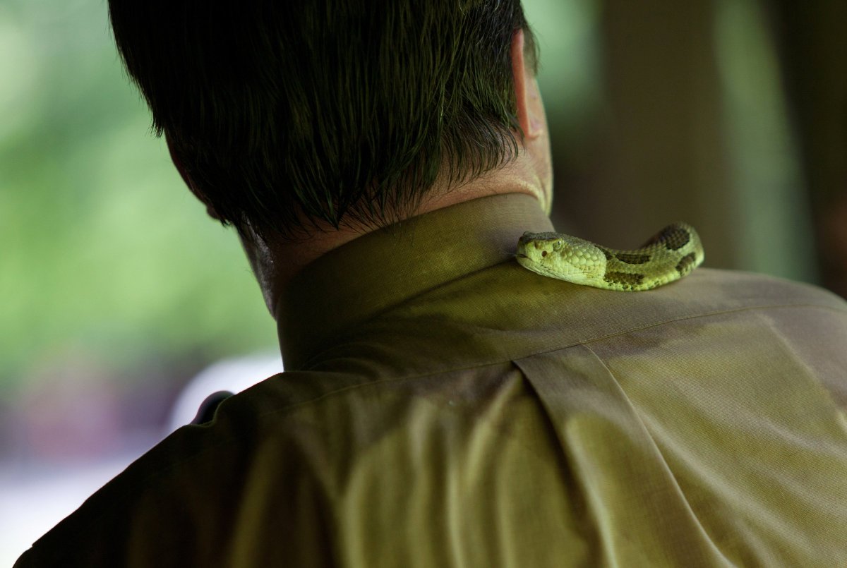 Lauren Pond's intimate look at a family of West Virginia serpent handlers amer.photo/sd6Ros