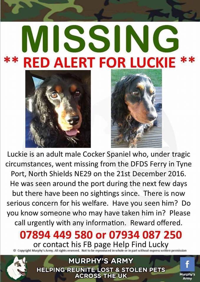 rosiedoc666's tweet photo. @BlueberrySquare #FindLucky @HelpFindLucky pls read #missingdog story and plz RT #DFDS #ferry cctv shows he made it on land #HelpFindLuckie https://t.co/QGM1RoiI3J