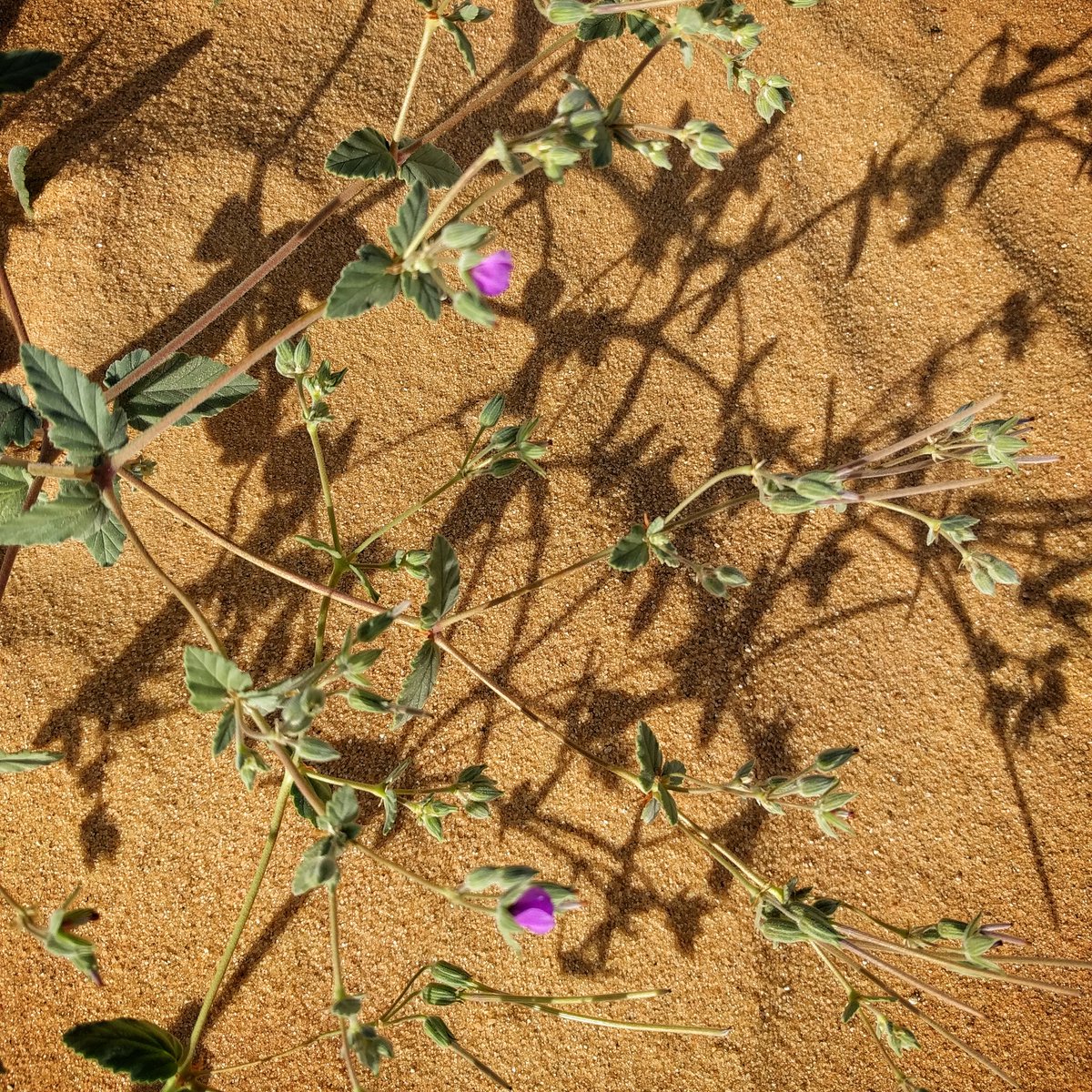 Near the 10km Start, nice cloudy day #saharamarathon #saharawe