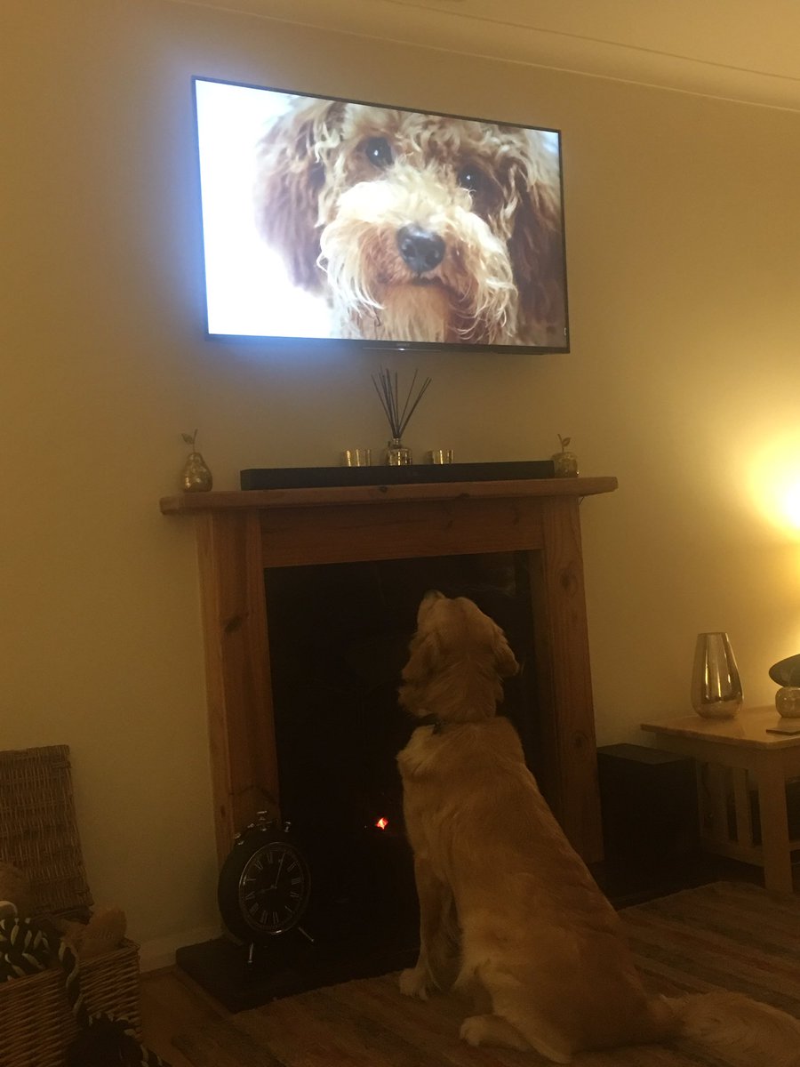 Alfie20122015's tweet image. Wow you're big! #secretlifeofdogs