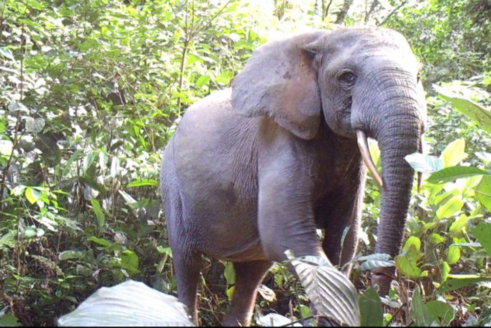 BornFreeUSA's tweet photo. Poachers have slaughtered 80% of the forest #elephants in this supposedly safe national park... in just 10 years. https://t.co/2karPpSibE https://t.co/znRleVIzVW