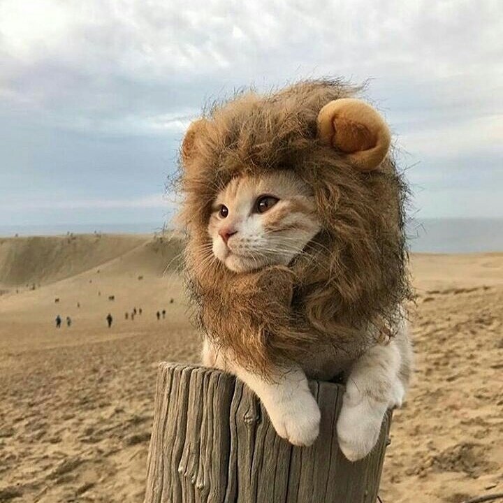 RBeeEyewear's tweet photo. Do you see what we see? #lol #haha  #animalsofinstagram #carrots #catlovers #RBeeLoves #potd #photooftheday https://t.co/i8n7YPj3fd