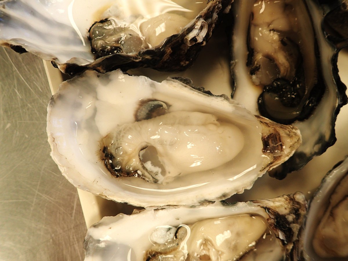 Productive first session for our oyster sensory study! @The_Oysterlady <a href="/theoystershack/">The Oyster Shack</a> <a href="/chefandy_09/">Andrew Richardson</a> and Shaun Krijen from Menai oysters