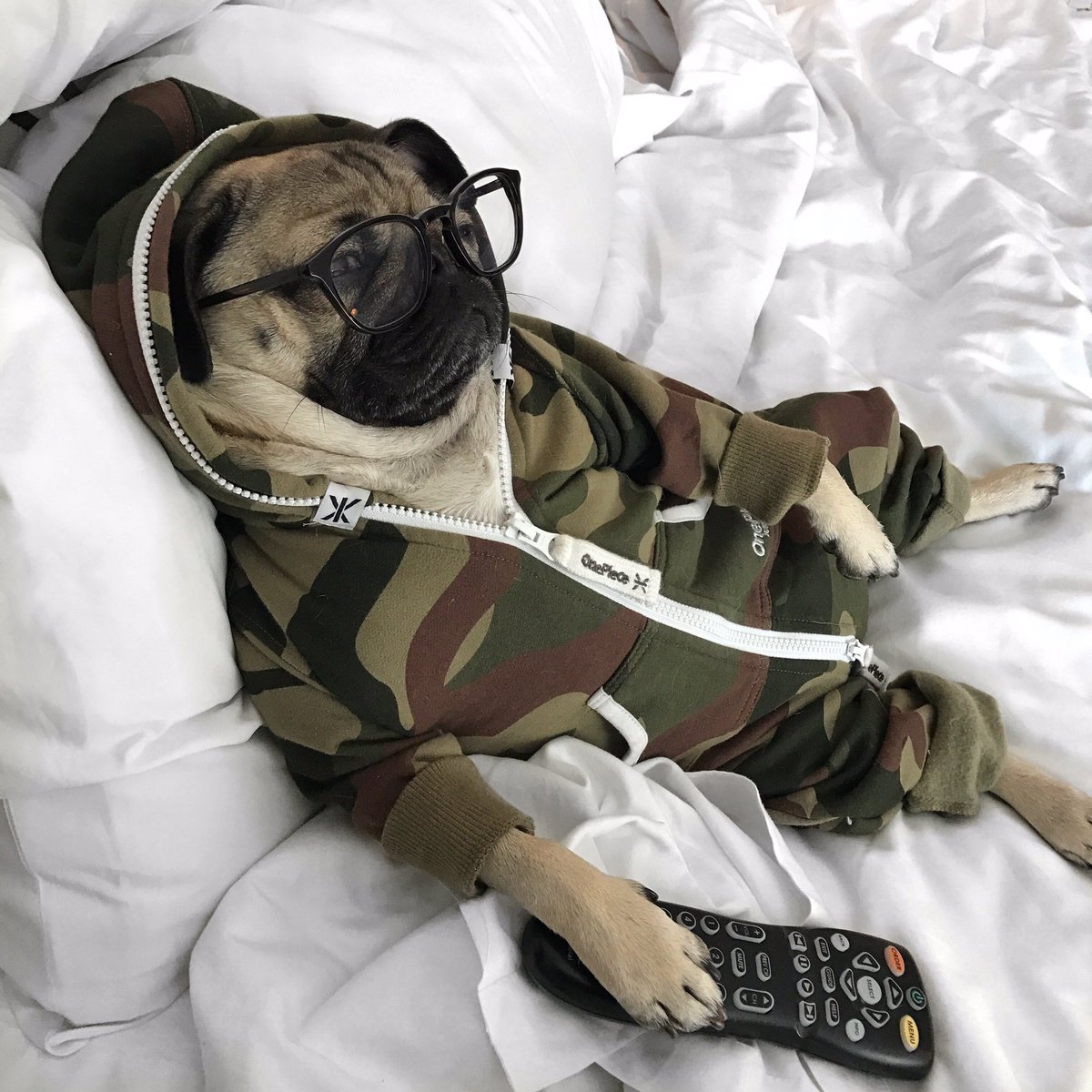 itsdougthepug's tweet image. Cancel all my meetings