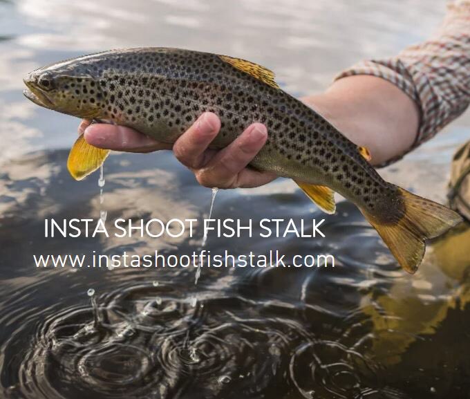 shootfishstalk's tweet photo. Come and catch these beauties with us #flyfishing #fishing #trout #browntrout #dryfly #scotland #scottishborders https://t.co/M0oThZ1GON