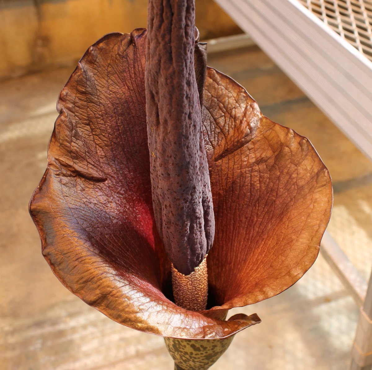 IUBiology's tweet image. Devil's Tongue (Amorphophallus konjac) is blooming. See IU Biology Jordan Hall Greenhouse Facebook page at facebook.com/iubbiogreen/.