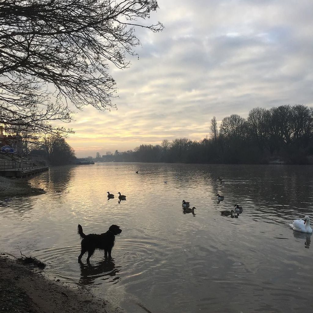 popoochportrait's tweet photo. .... at my favourite spot .... #popoochportraits #dog #dogs #dogslife #dogwalk #river #riv… https://t.co/v2mbTIY71y https://t.co/LadjJvo8k6