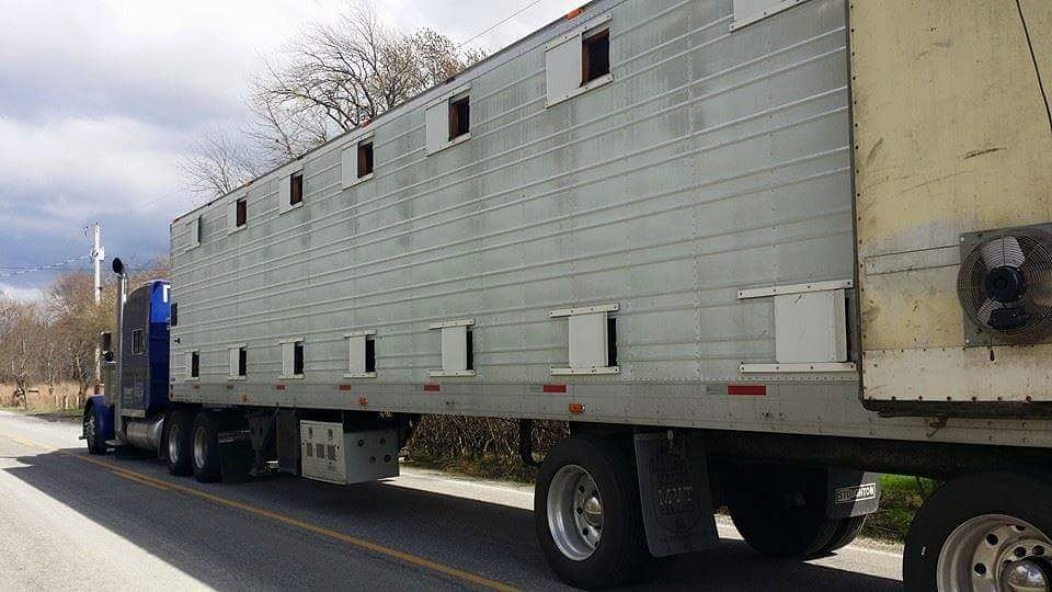 qrcltd's tweet image. First semi of California packages sold out. Currently selling on the second semi. Do not procrastinate #packagebees #honeybee