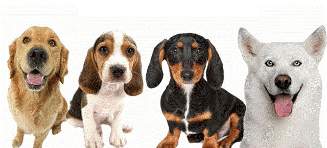 CouponzShopcom's tweet photo. #TrainPetDog #Coupon Free Training Course for Dogs https://t.co/jXmfUSgKe4 #Dogtraining #DogGrooming #DogExercising #DogHealth #DogBreeding https://t.co/8JsgKFzfhs