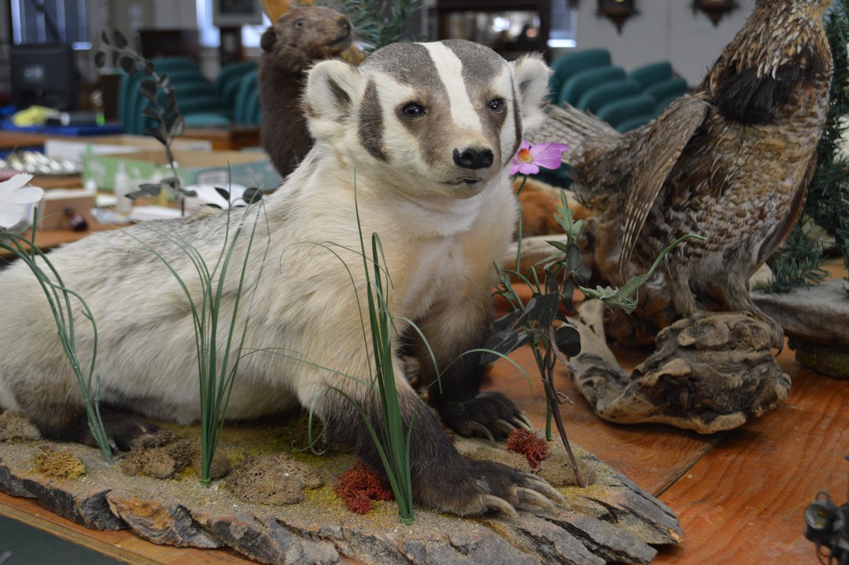 Over the weekend we had 7 quality taxidermy animals come in for our next auction #taxidermy #auction