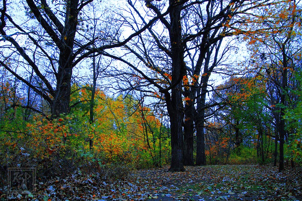 KjpPhotography's tweet photo. Early morning #canon #CanonBringIt #Tamron #photography #fall #WoodedPath #ThePhotoHour #nature #CambridgellWisconsin #trees (10-23-2015) https://t.co/NyDllagjSX